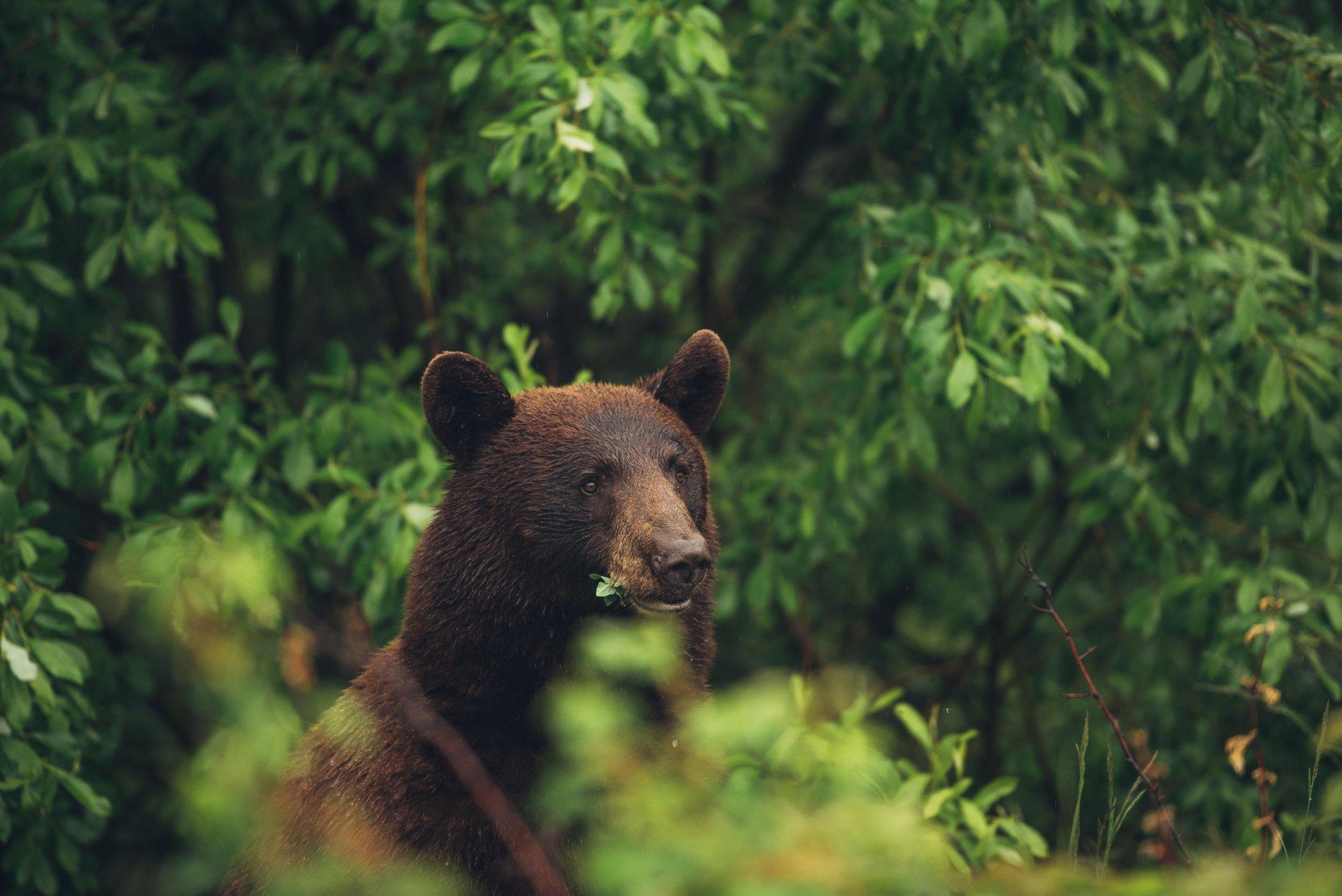 black bear in forest