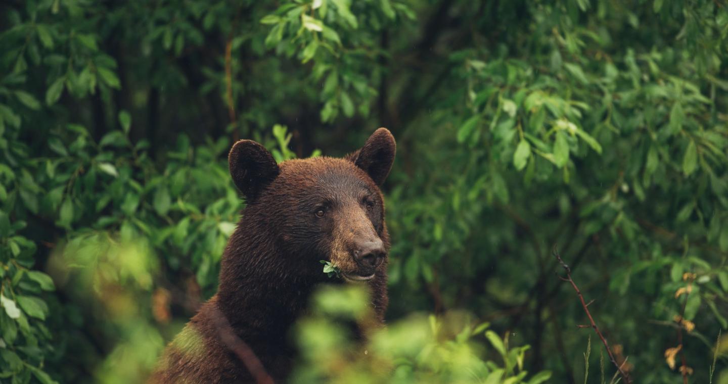 Ours noir dans la forêt